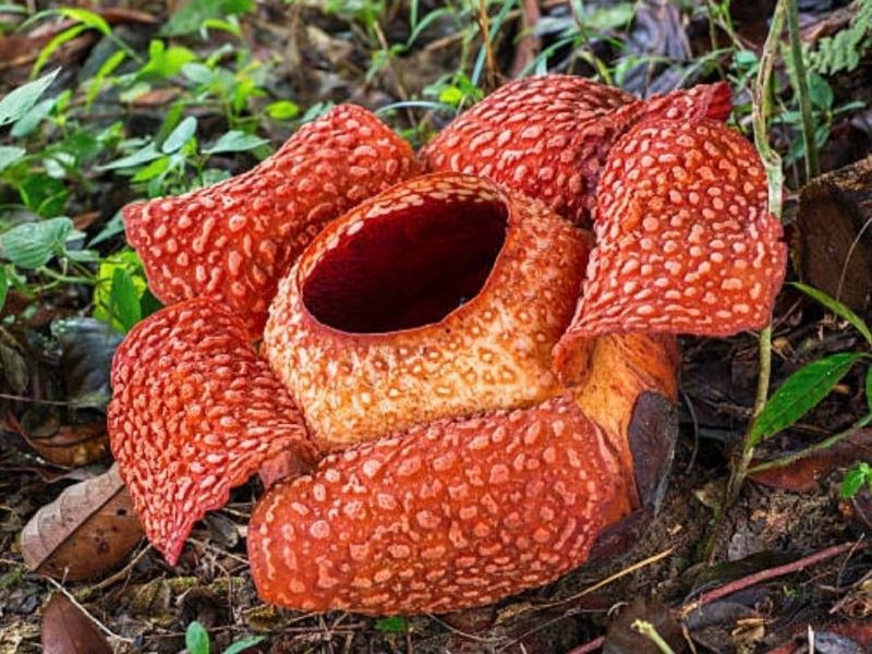 Rafflesia Flower Hunting Trail